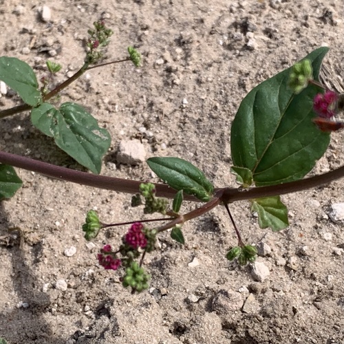 Boerhavia diffusa iNat (2)