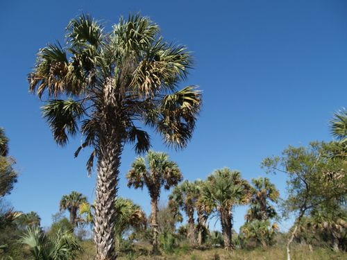Mexican Palmetto