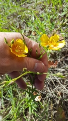 Linum berlandieri