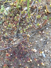 Leptosiphon lemmonii