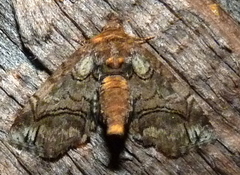 Paectes pygmaea