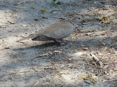 Streptopelia decaocto