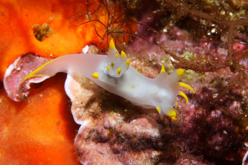 Polycera kernowensis
