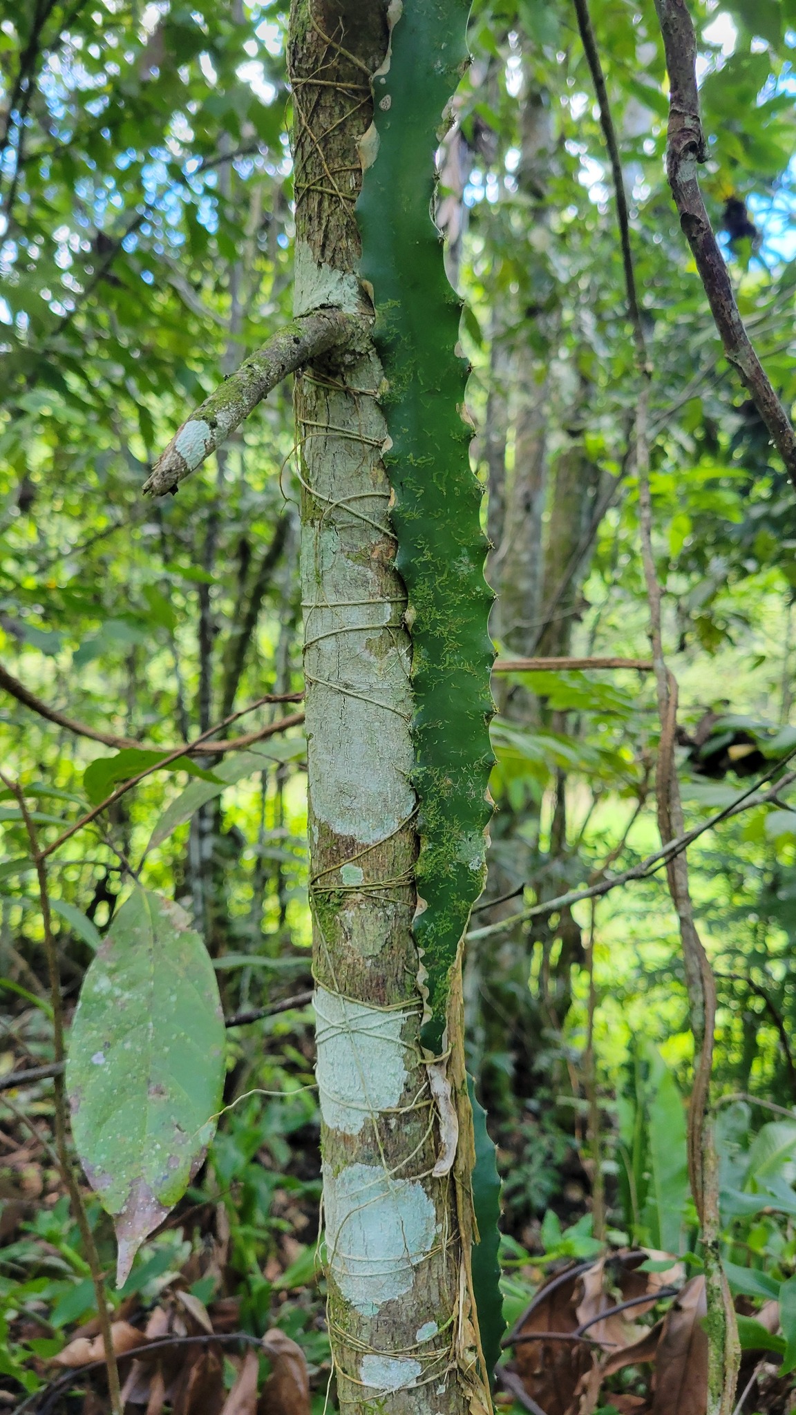 Imagem de Pitaya