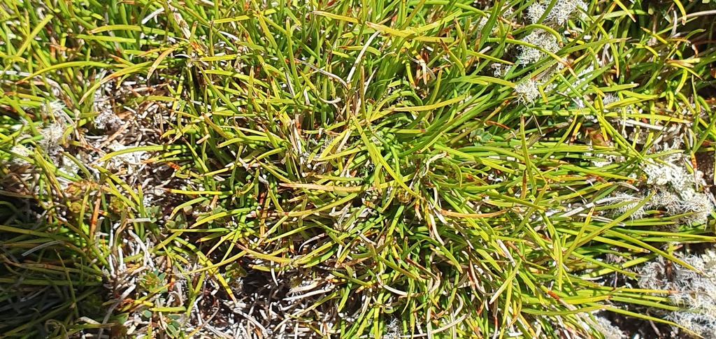Oreobolus strictus from Tasman District, Tasman, New Zealand on January