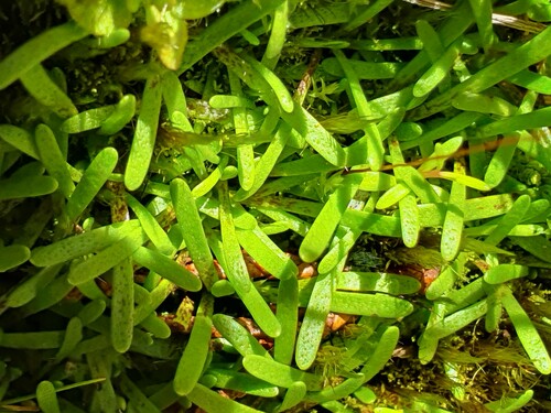 Abrotanella fertilis (Abrotanella fertilis)