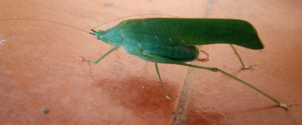 Molpa