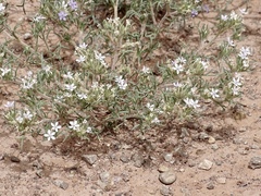 Ipomopsis pumila