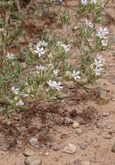 Ipomopsis pumila