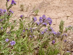 Phacelia popei