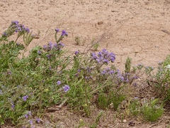 Phacelia popei