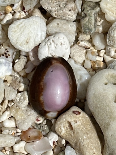 Cypraea observed 2024-01-15