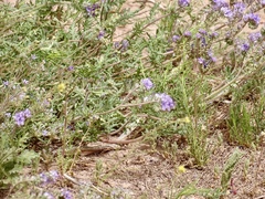 Phacelia popei