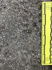 Otospermophilus beecheyi