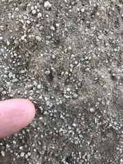 Otospermophilus beecheyi