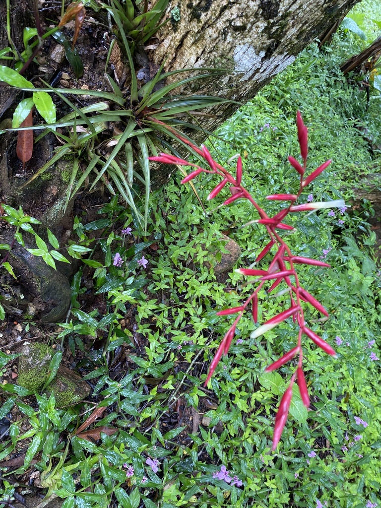 Vriesea lubbersii