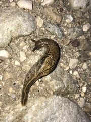 Candaharia rutellum