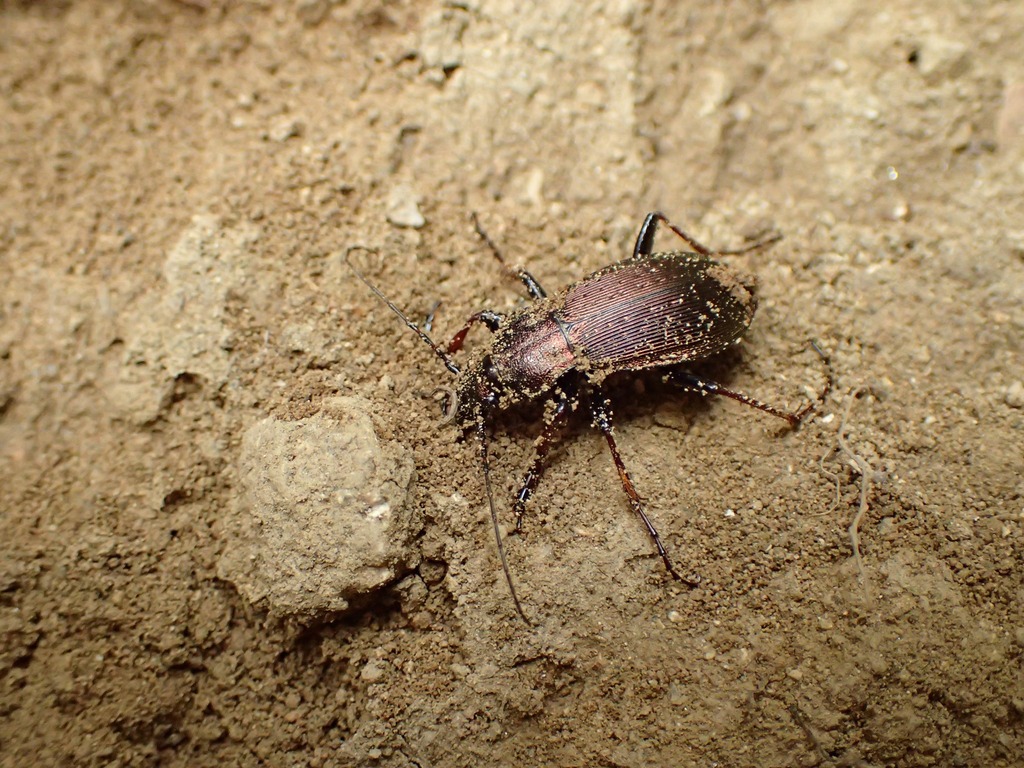 アワジヒメオサムシ