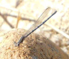 Argia agrioides