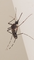 Image of Aedes aegypti