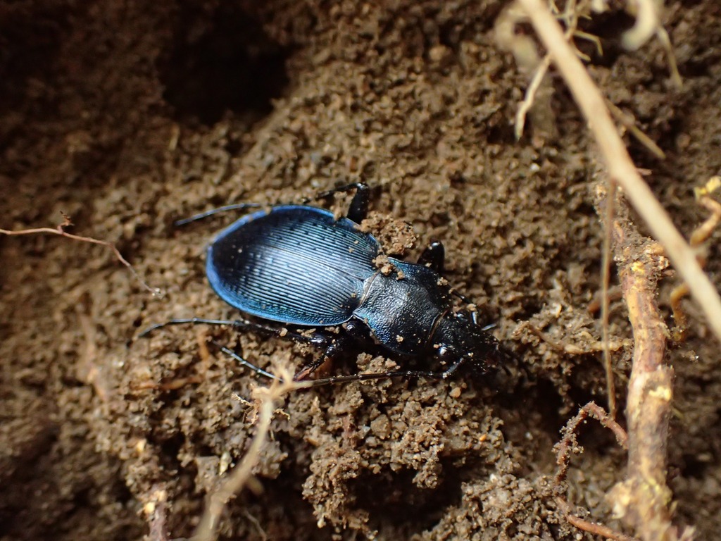 淡路島のオオオサムシ