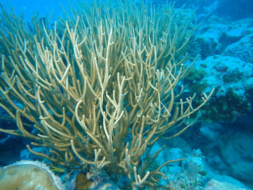 Rumphella observed 2024-01-10