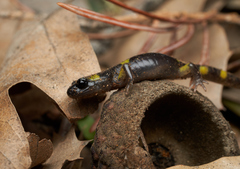 Ensatina eschscholtzii croceater