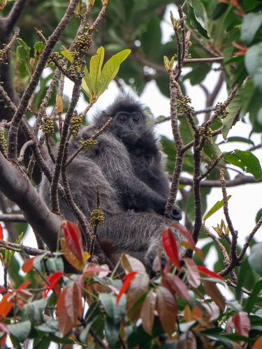 Trachypithecus cristatus