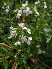 Cardamine tenera