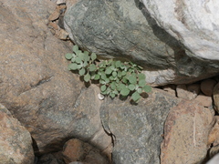 Forsskaolea tenacissima