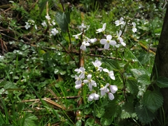 Cardamine tenera