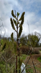 Salix