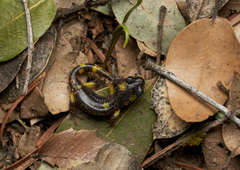 Ensatina eschscholtzii croceater