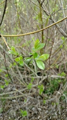 Salix