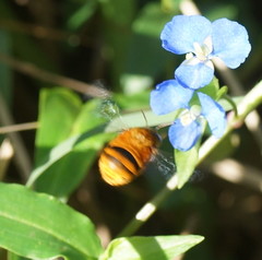 Amegilla bombiformis