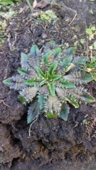 Plantago triandra