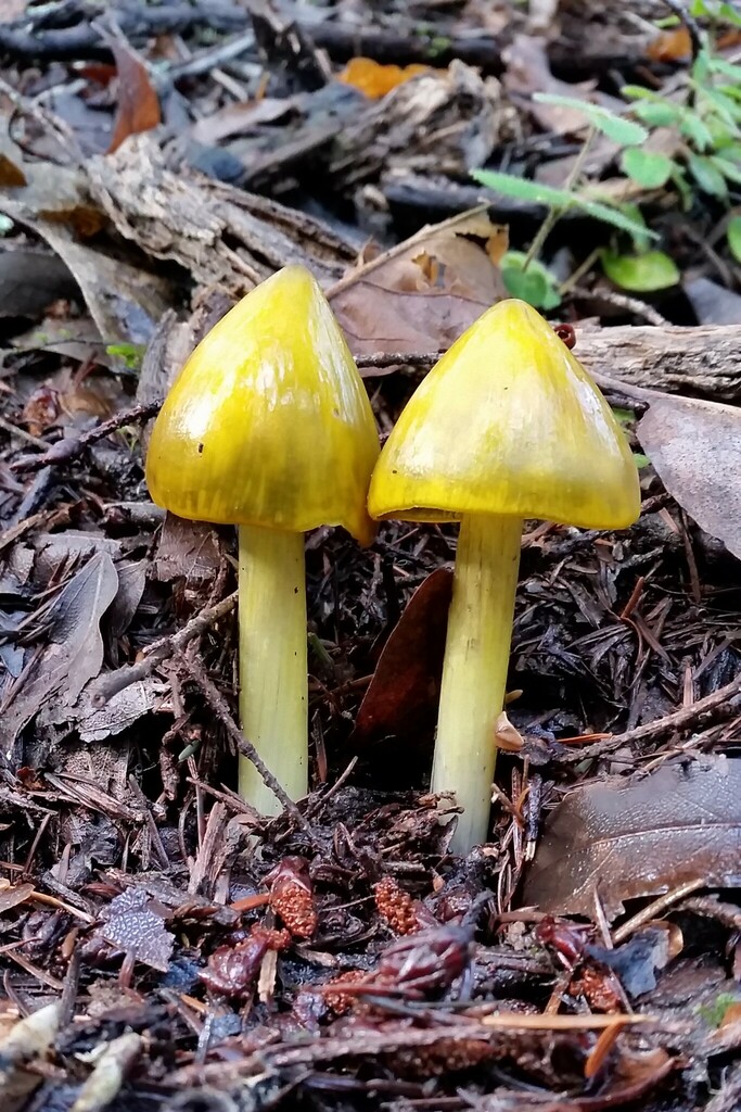 Hygrocybe sp. 'CA10'