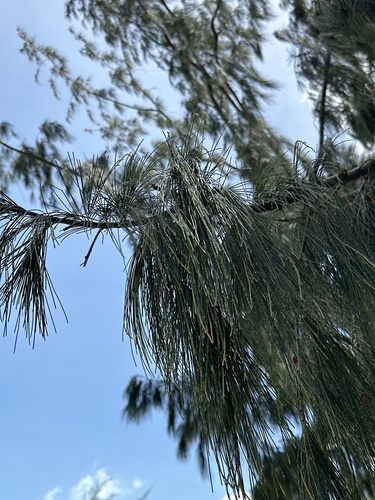 Casuarina equisetifolia