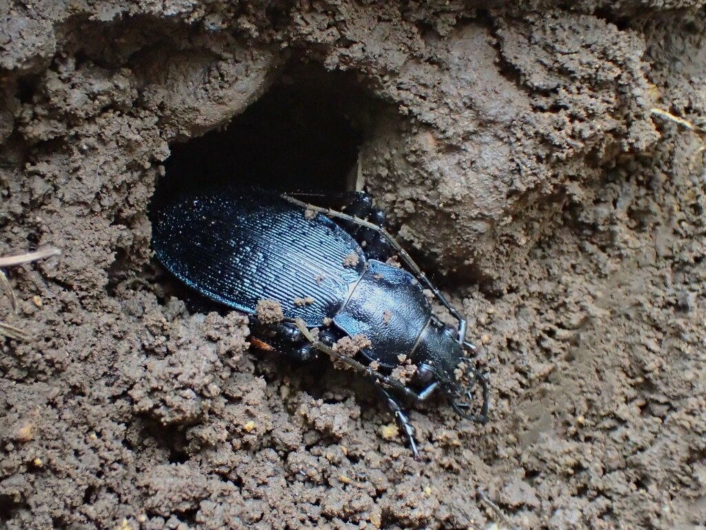 チュウブオオオサムシ