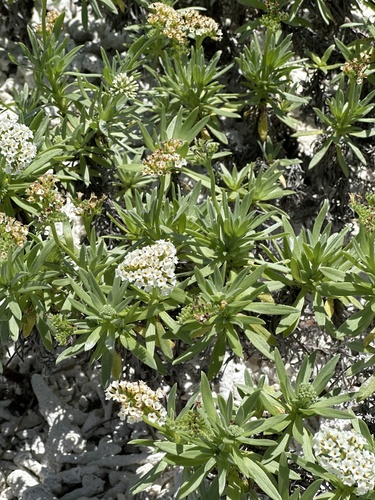Heliotropium anomalum observed 2024-01-15