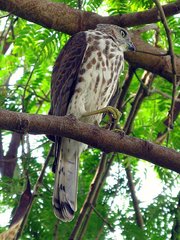 Accipiter badius