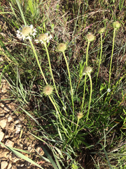 Marshallia caespitosa