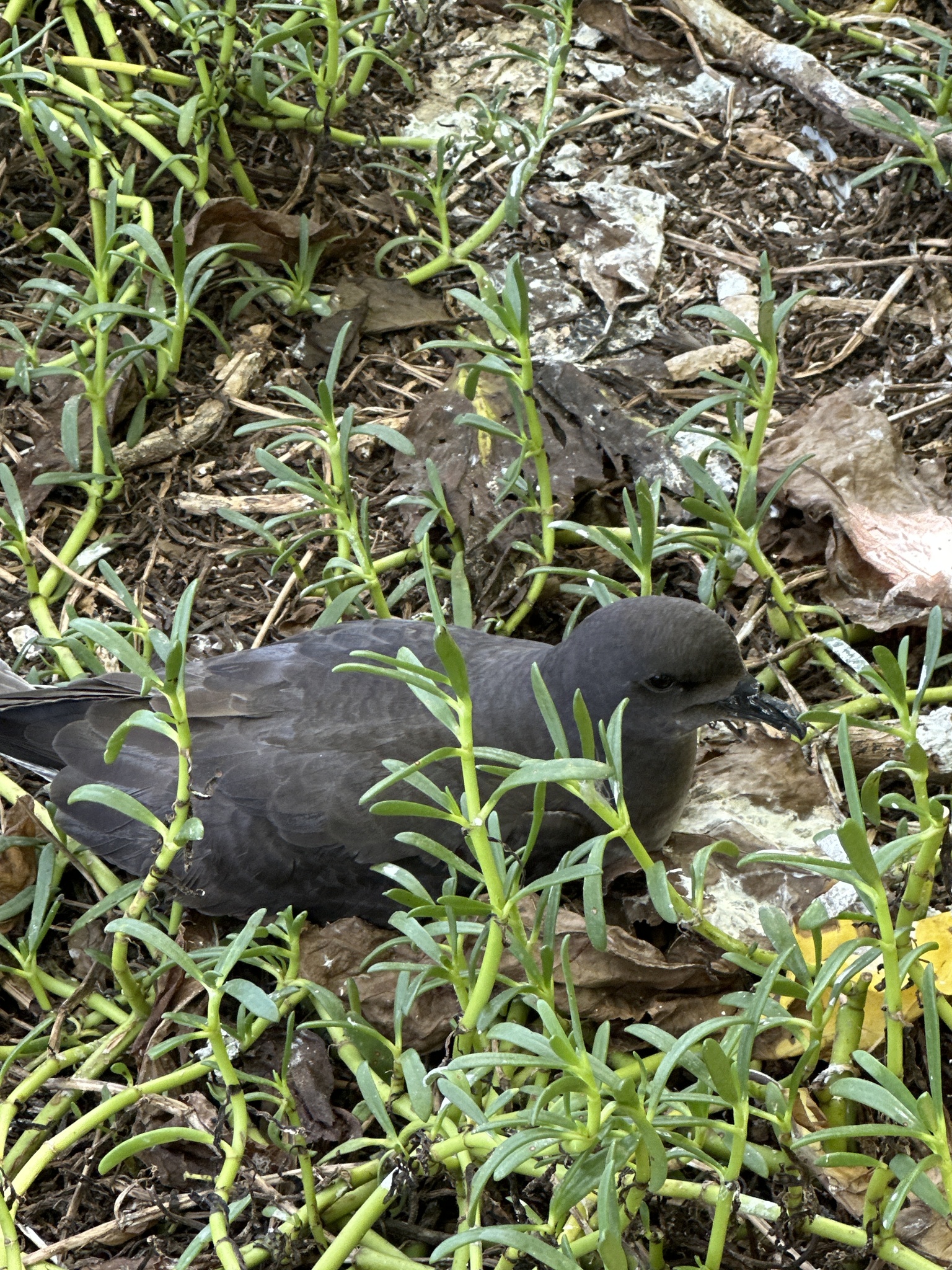 Phoenix Petrel (Pterodroma alba), photo 9