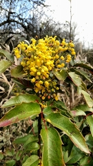 Berberis aquifolium