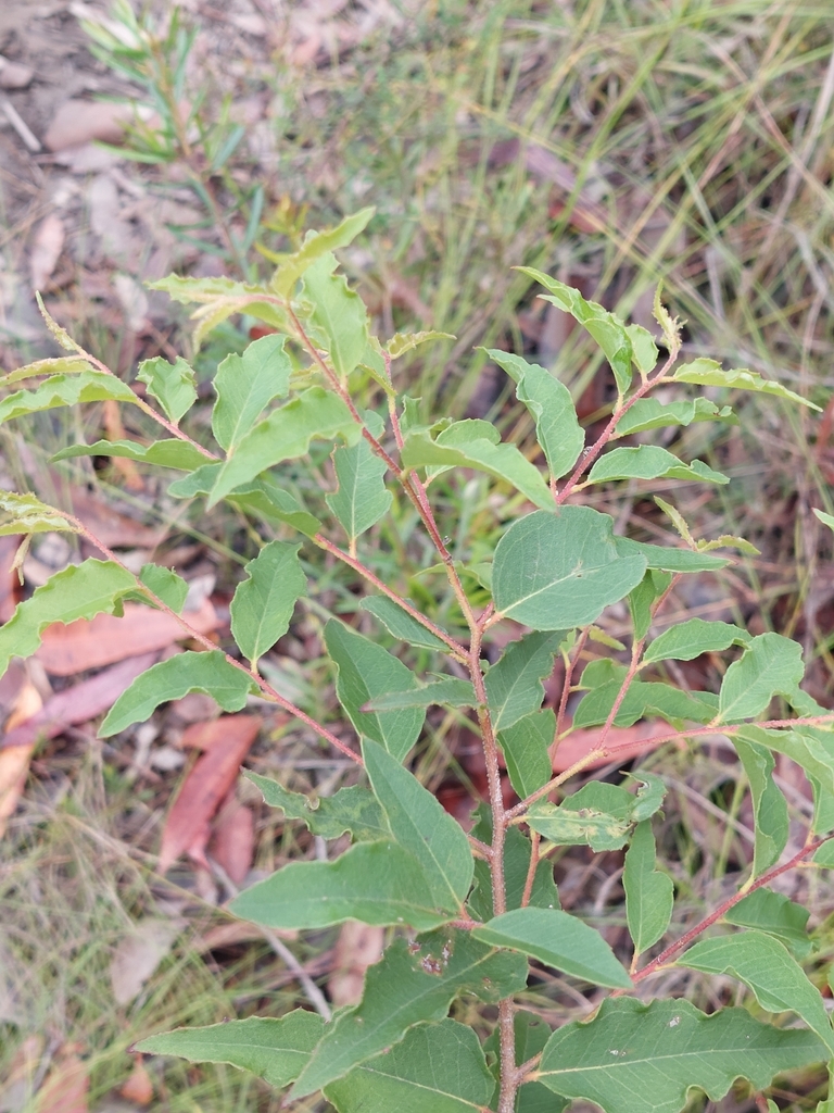 White Stringybark from Westleigh NSW 2120, Australia on January 15 ...