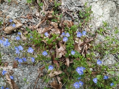 Veronica umbrosa