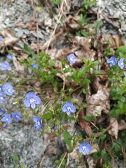 Veronica umbrosa