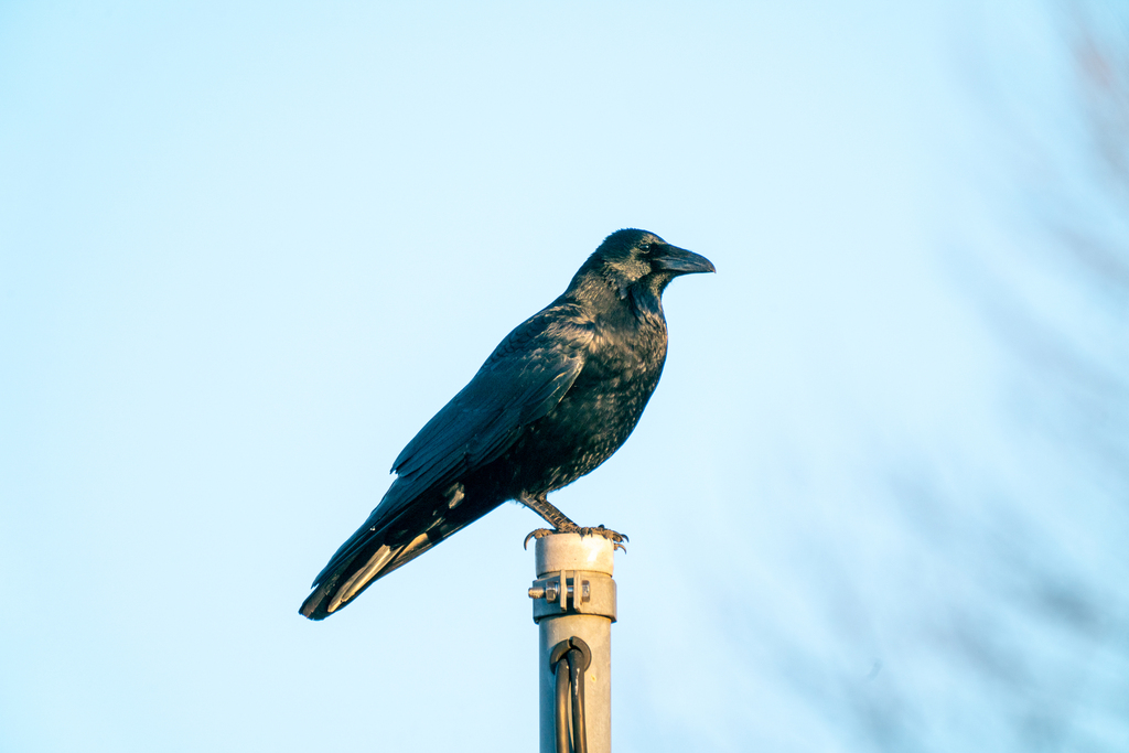January Crow Carrion Crow from 日本、〒183-0035 東京都府中市四谷 on January 14, 2024 at 04:23 PM ...