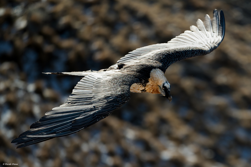 Eurasian Bearded Vulture In January 2024 By Davide Diana INaturalist   Large 