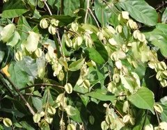 Combretum decandrum
